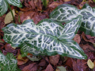 Arum italicum subsp. italicum 'White Winter'